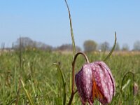 Fritillaria meleagris 28, Wilde kievitsbloem, Saxifraga-Ed Stikvoort