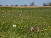 Fritillaria meleagris 29, Wilde kievitsbloem, Saxifraga-Ed Stikvoort