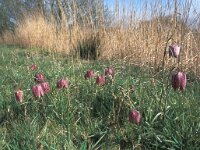 Fritillaria meleagris 3, Wilde kievitsbloem, Saxifraga-Hans Dekker