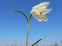 Fritillaria meleagris 32, Wilde kievitsbloem, Saxifraga-Ed Stikvoort