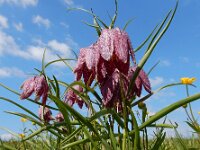 Fritillaria meleagris 33, Wilde kievitsbloem, Saxifraga-Ed Stikvoort