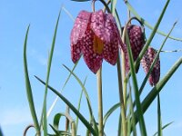 Fritillaria meleagris 35, Wilde kievitsbloem, Saxifraga-Ed Stikvoort