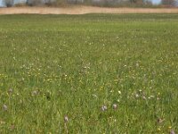 Fritillaria meleagris 36, Wilde kievitsbloem, Saxifraga-Ed Stikvoort