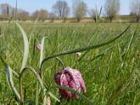 Fritillaria meleagris 37, Wilde kievitsbloem, Saxifraga-Ed Stikvoort