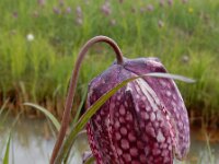 Fritillaria meleagris 39, Wilde kievitsbloem, Saxifraga-Ed Stikvoort