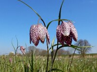 Fritillaria meleagris 41, Wilde kievitsbloem, Saxifraga-Ed Stikvoort