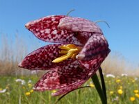 Fritillaria meleagris 42, Wilde kievitsbloem, Saxifraga-Ed Stikvoort