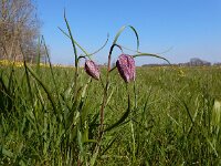 Fritillaria meleagris 43, Wilde kievitsbloem, Saxifraga-Ed Stikvoort