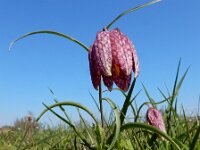 Fritillaria meleagris 44, Wilde kievitsbloem, Saxifraga-Ed Stikvoort