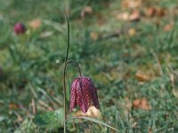 Fritillaria meleagris 5, Wilde kievitsbloem, Saxifraga-Piet Zomerdijk