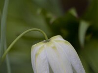 Fritillaria meleagris 54, Wilde kievitsbloem, Saxifraga-Jan Nijendijk