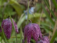 Fritillaria meleagris 55, Wilde kievitsbloem, Saxifraga-Jan Nijendijk