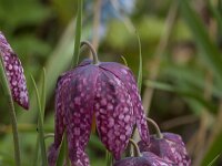 Fritillaria meleagris 56, Wilde kievitsbloem, Saxifraga-Jan Nijendijk
