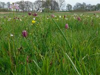 Fritillaria meleagris 57, Wilde kievietsbloem, Saxifraga-Hans Grotenhuis