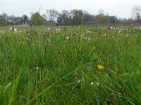 Fritillaria meleagris 58, Wilde kievietsbloem, Saxifraga-Hans Grotenhuis