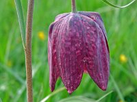 Fritillaria meleagris 59, Wilde kievietsbloem, Saxifraga-Hans Grotenhuis