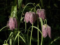 Fritillaria meleagris 6, Wilde kievitsbloem, Saxifraga-Jan van der Straaten