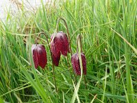 Fritillaria meleagris 60, Wilde kievietsbloem, Saxifraga-Hans Grotenhuis