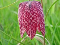 Fritillaria meleagris 61, Wilde kievietsbloem, Saxifraga-Hans Grotenhuis