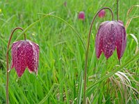 Fritillaria meleagris 62, Wilde kievietsbloem, Saxifraga-Hans Grotenhuis