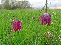 Fritillaria meleagris 63, Wilde kievietsbloem, Saxifraga-Hans Grotenhuis