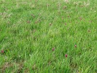 Fritillaria meleagris 64, Wilde kievietsbloem, Saxifraga-Hans Grotenhuis
