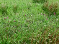 Fritillaria meleagris 65, Wilde kievietsbloem, Saxifraga-Hans Grotenhuis