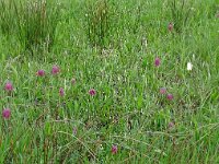 Fritillaria meleagris 66, Wilde kievitsbloem, Saxifraga-Hans Grotenhuis