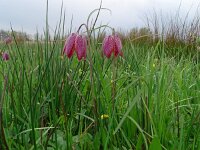 Fritillaria meleagris 67, Wilde kievitsbloem, Saxifraga-Hans Grotenhuis