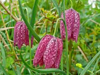 Fritillaria meleagris 68, Wilde kievitsbloem, Saxifraga-Hans Grotenhuis