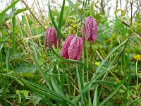 Fritillaria meleagris 69, Wilde kievitsbloem, Saxifraga-Hans Grotenhuis