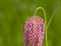 Fritillaria meleagris 7, Wilde kievitsbloem, Saxifraga-Jan Nijendijk