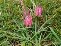 Fritillaria meleagris 70, Wilde kievitsbloem, Saxifraga-Hans Grotenhuis