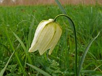 Fritillaria meleagris 71, Wilde kievitsbloem, Saxifraga-Hans Grotenhuis