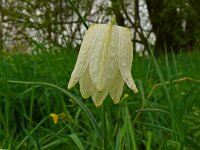 Fritillaria meleagris 72, Wilde kievitsbloem, Saxifraga-Hans Grotenhuis
