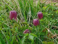 Fritillaria meleagris 73, Wilde kievitsbloem, Saxifraga-Hans Grotenhuis