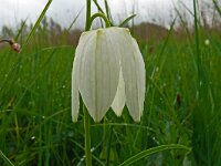 Fritillaria meleagris 74, Wilde kievitsbloem, Saxifraga-Hans Grotenhuis