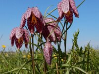 Fritillaria meleagris 75, Wilde kievitsbloem, Saxifraga-Ed Stikvoort