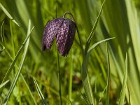 Fritillaria meleagris 80, Kievitsbloem, Saxifraga-Jan van der Straaten