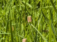 Fritillaria meleagris 82, Kievitsbloem, Saxifraga-Jan van der Straaten