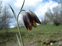 Fritillaria meleagris ssp gracilis 15, Saxifraga-Jasenka Topic