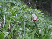 Fritillaria messanensis 11, Saxifraga-Dirk Hilbers