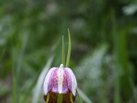 Fritillaria messanensis 12, Saxifraga-Dirk Hilbers