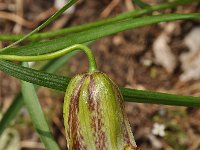 Fritillaria messanensis 14, Saxifraga-Harry Jans