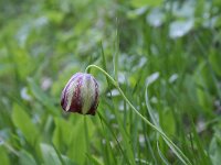 Fritillaria messanensis 6, Saxifraga-Dirk Hilbers