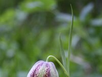 Fritillaria messanensis 7, Saxifraga-Dirk Hilbers