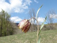 Fritillaria messanensis ssp gracilis 2, Saxifraga-Jasenka Topic