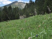 Fritillaria thessala 12, habitat, Saxifraga-Harry Jans