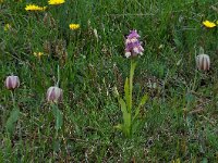 Fritillaria thessala 6, Saxifraga-Harry Jans