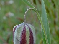 Fritillaria thessala 7, Saxifraga-Harry Jans